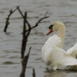 Cygne tuberculé